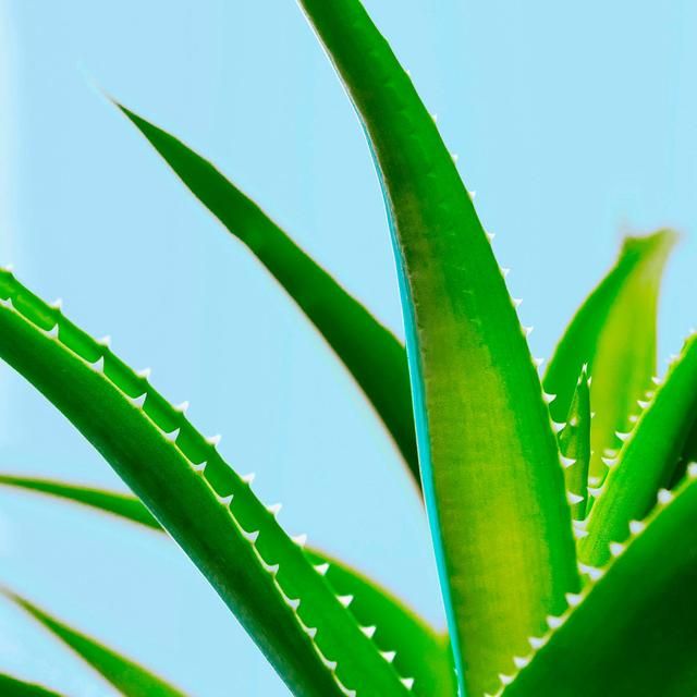 Maui Moisture Nourish &amp;amp; Moisture+ Coconut Milk Shampoo   385ml