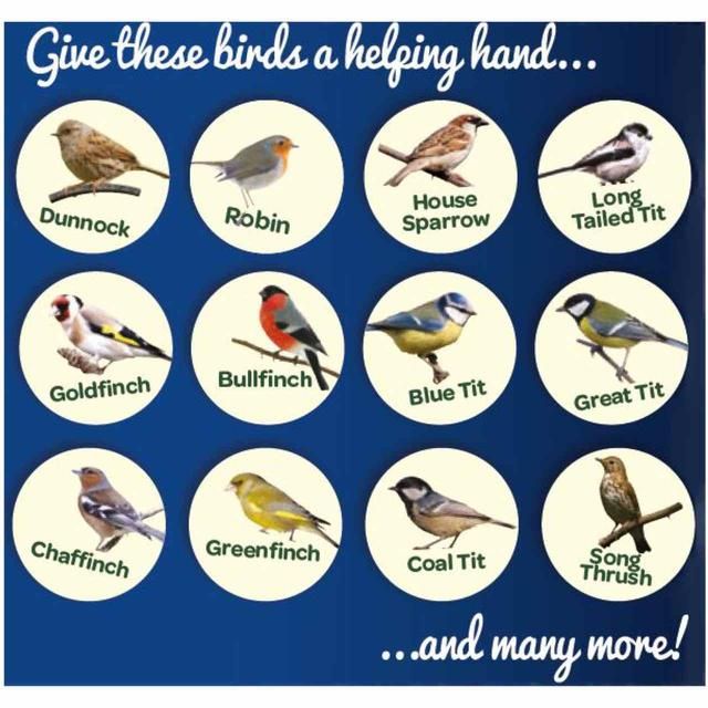 Peckish Mealworms For Wild Birds   500g