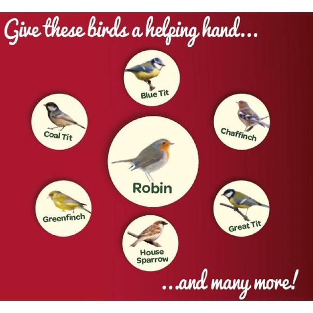 Peckish Robin Bird Seed and Insect Mix   1kg