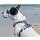 Red Dingo Cool Grey Padded Dog Harness