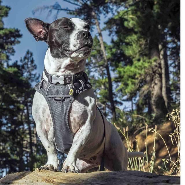 Red Dingo Cool Grey Padded Dog Harness