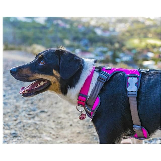 Red Dingo Hot Pink Padded Dog Harness Medium