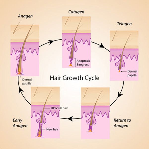 RESEED Sabal and Neem Fortifying Shampoo for Men 250 ml