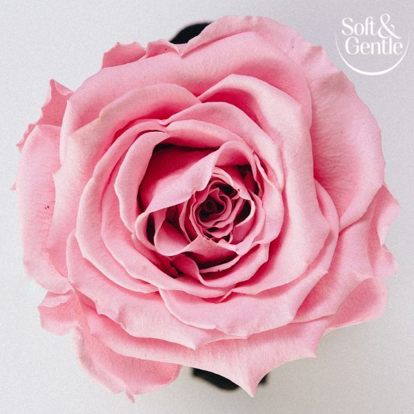 Soft &amp;amp; Gentle Aerosol  Fresh Blossom 250Ml