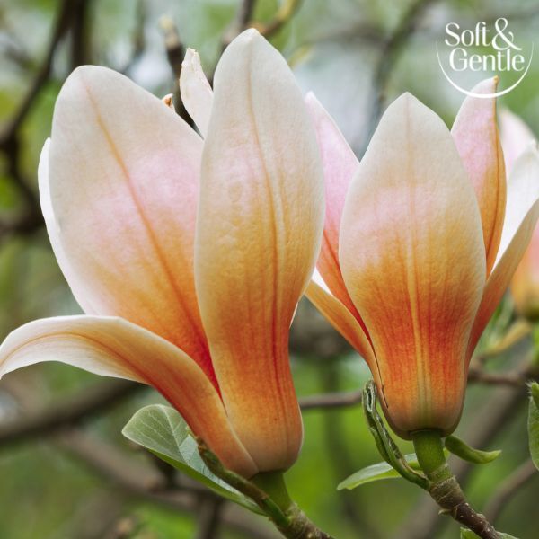 Soft &amp;amp; Gentle Aerosol Magnolia Hug 250Ml