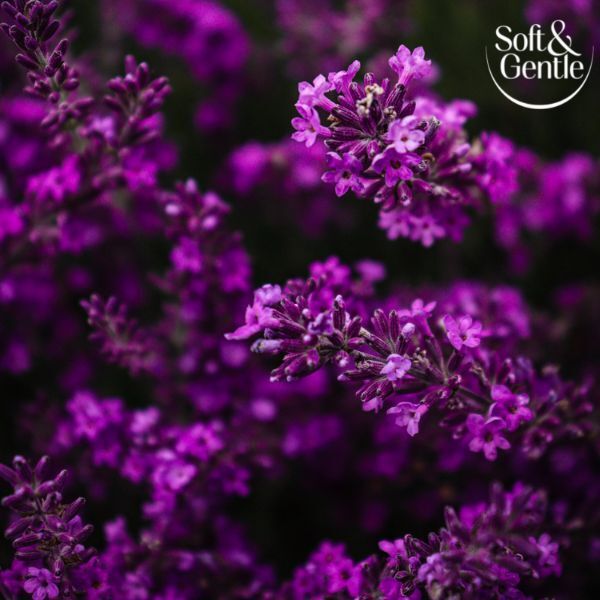 Soft &amp;amp; Gentle Aerosol Orchid Desire 250Ml