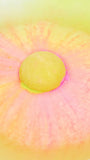 Time of the Season Bath Bomb